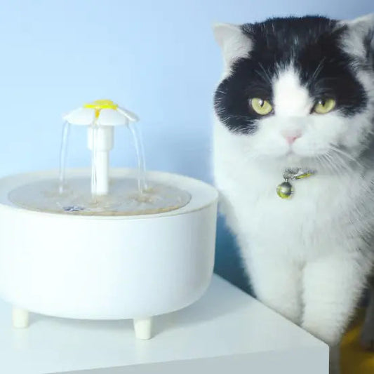 Pets Water Fountain - Everyonesbroke.com